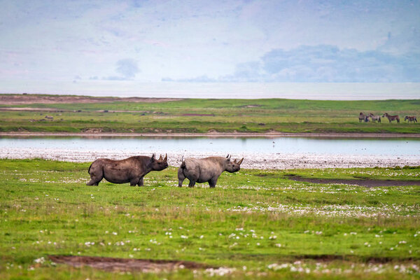 Endangered black rhino or Diceros bicornis in african savannah