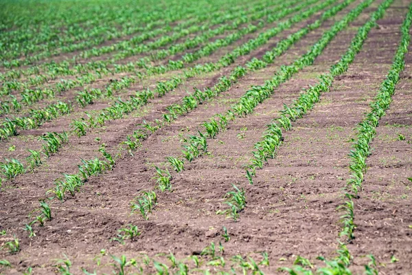 Jonge Groene maïs spruiten groeien in veld — Stockfoto