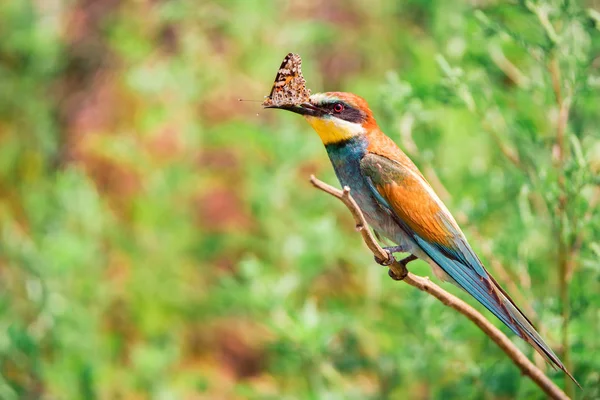 Európai gyurgyalag, vagy Merops apiaste apák a fióktelep a pillangó a csőr — Stock Fotó