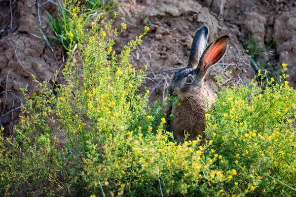 Korkmuş Avrupalı tavşan ya da doğadaki Lepus europaeus 'u kapat — Stok fotoğraf