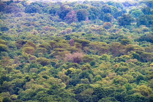 Widok bujnej dżungli lasu na górach w Tanzanii — Zdjęcie stockowe