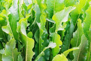 Horseradish veya Armoracia rusticana yaz bahçesinde yakın bırakır