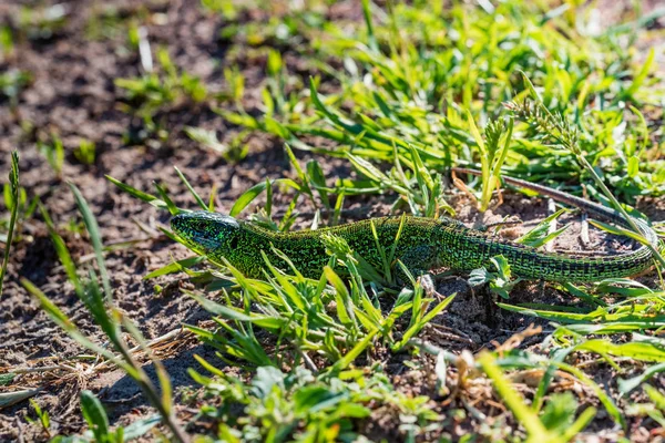 Portrait of bright green quick lizard in grass — Stock Photo, Image