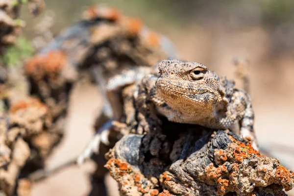 Nära porträtt av Phrynocephalus helioscopus agama i naturen — Stockfoto