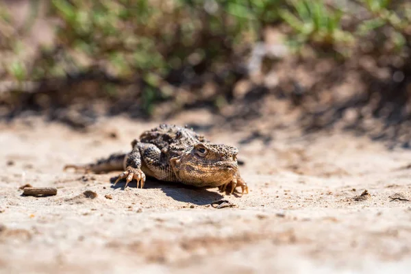 Zavřít portrét Phrynocephalus helioscopus agama v přírodě — Stock fotografie