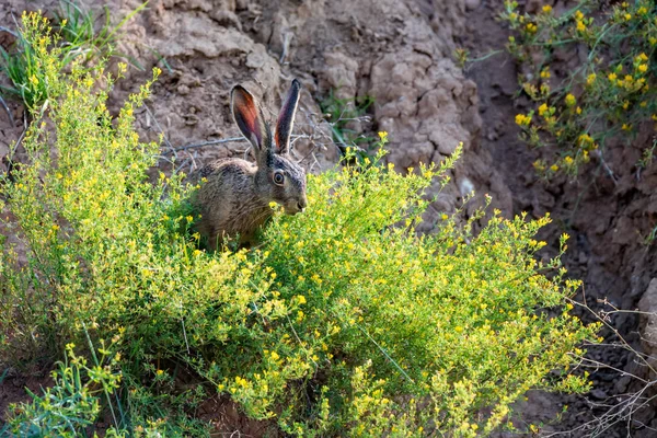 Korkmuş Avrupalı tavşan ya da doğadaki Lepus europaeus 'u kapat — Stok fotoğraf