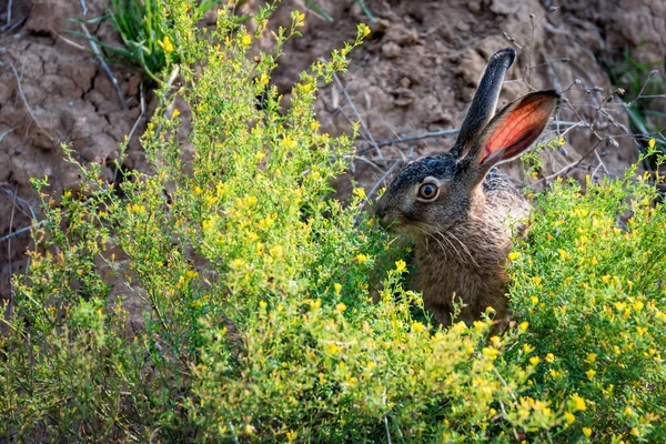 Gros plan peur lièvre européen ou Lepus europaeus dans la nature — Photo