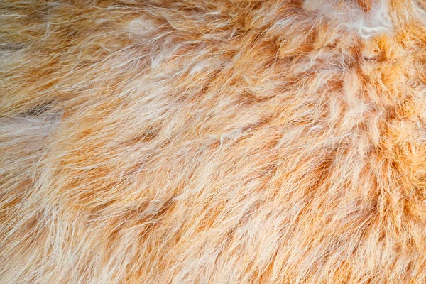 Zbliżenie naturalne brązowe futro tle tekstury — Zdjęcie stockowe