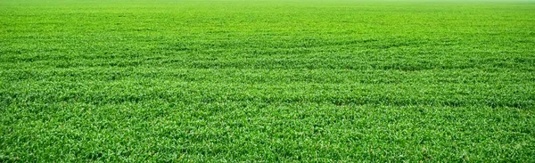 Grüne Wiese im Sommerpanorama — Stockfoto