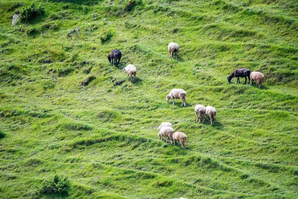 山の牧草地に羊の群れが放牧される遠景 — ストック写真