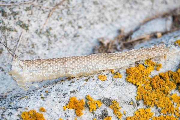 Snake molt on stone close up image — Stock Photo, Image