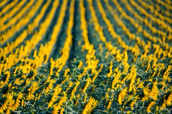 Zijaanzicht van rijen zonnebloemen bloeiend in het veld — Stockfoto