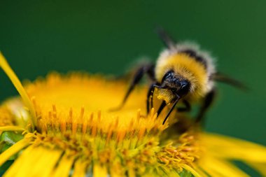 Yakın bumblebee yeşil bulanık arka plan ile sarı çiçek oturur
