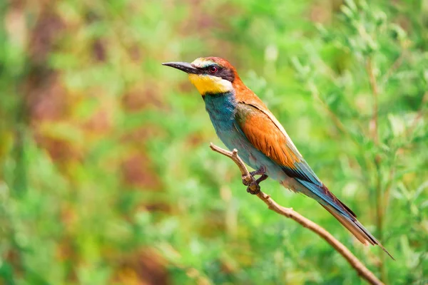 유럽 벌 잡이새 (European bee-eater) 또는 메 오프스 페스 테 그 레스 나무 가지에 앉아서 — 스톡 사진