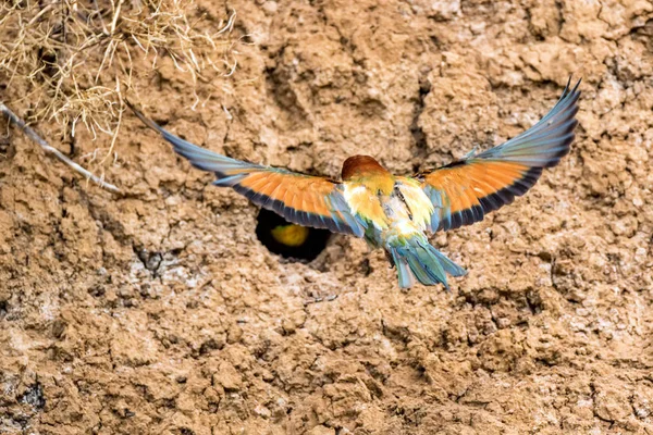 Visszapillantás európai méhevő vagy Merops apiaste repül fel a lyuk — Stock Fotó