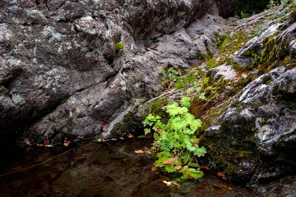 岩山川岸に生える小さな緑の植物の近景 — ストック写真