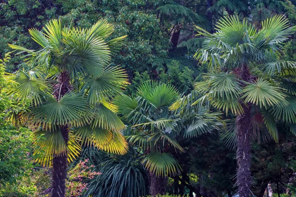 Widok na różne zielone drzewa w parku. Jodła i palmy razem — Zdjęcie stockowe