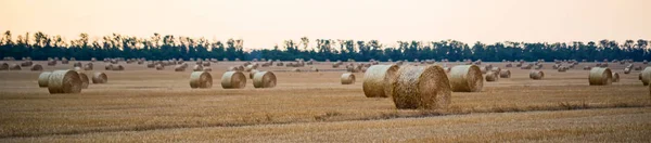 Vue panoramique de grandes meules de foin rondes sur le terrain à la campagne — Photo