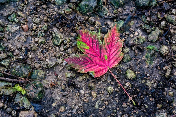 Pojedynczy czerwony upadły liść na ciemnym podłożu — Zdjęcie stockowe