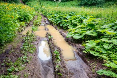 Güneşli bir günde yanlarda yabani bitki örtüsü ile yaz ormanında çamurlu yol görünümü