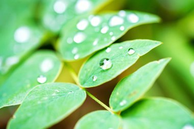 Üzerlerinde yağmur damlaları olan yeşil yapraklar