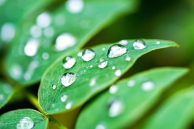 Rusya'da ormanın yakınındaki yaz çayırında yemyeşil bitki örtüsünün görünümü