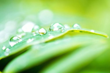 Rusya'da ormanın yakınındaki yaz çayırında yemyeşil bitki örtüsünün görünümü