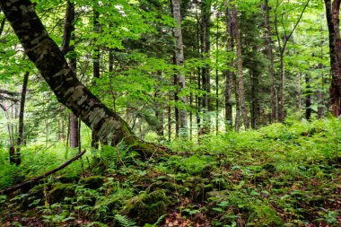 Bir yaz ormanında yeşil tress, çim ente ve yosun