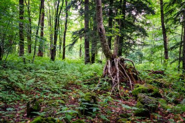 Bir yaz ormanında yeşil tress, çim ente ve yosun