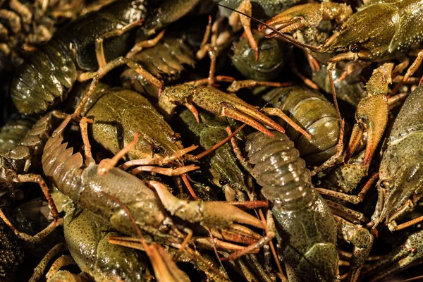 Ruwe rivierkreeft met bier op houten achtergrond — Stockfoto