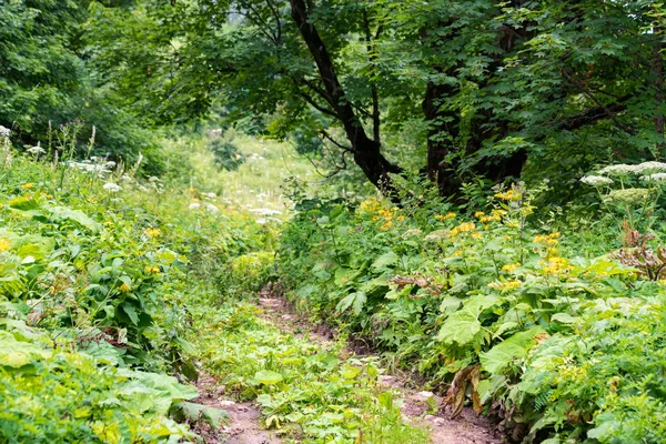 Pemandangan jalan di hutan musim panas dengan vegetasi liar yang subur di sisi pada hari yang cerah — Stok Foto