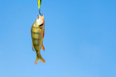 Gökyüzüne karşı kanca üzerinde tek levrek balık kapatın. Balıkçılık konsepti