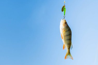 Gökyüzüne karşı kanca üzerinde tek levrek balık kapatın. Balıkçılık konsepti