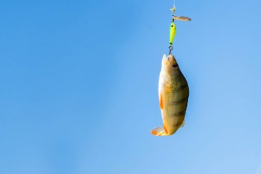 Gökyüzüne karşı kanca üzerinde tek levrek balık kapatın. Balıkçılık konsepti