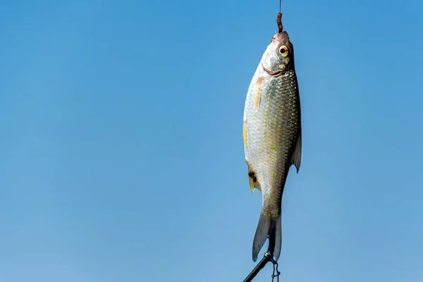 Närbild enda gemensamma mört på kroken mot himlen. Fiske koncept — Stockfoto