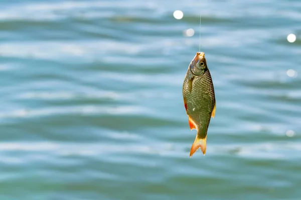 Близько однієї звичайної риби на гачку. концепція риболовлі — стокове фото
