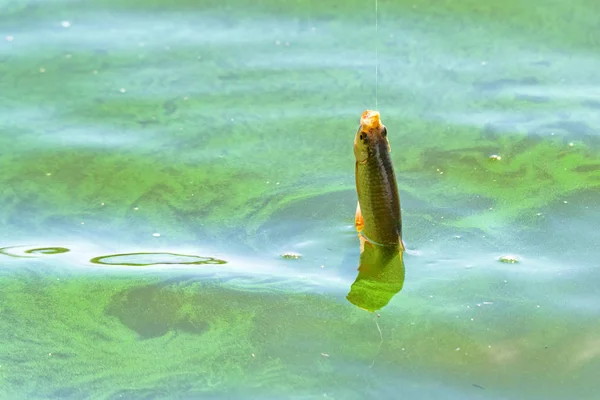 Cerca de un solo pez rubio común en el gancho. Concepto de pesca — Foto de Stock