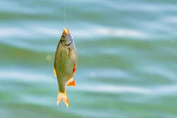 Närbild enda gemensamma Rudd fisk på kroken. Fiske koncept — Stockfoto