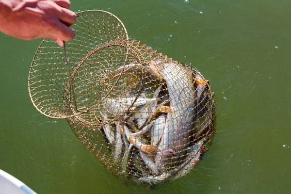 Peces de agua dulce atrapados en una trampa de pesca cerca —  Fotos de Stock