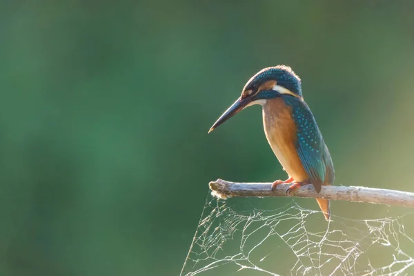 Kingfisher ou Alcedo atthis poleiros no ramo com teia de aranha ligado a ele — Fotografia de Stock