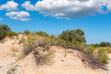 Güneşli günde yarı çöl kumve bitki örtüsü