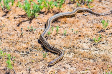 Bozkır ratsnake veya Elaphe dione zeminde