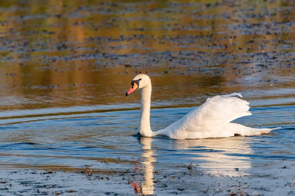 Young mute swan or Cygnus olor floats on water — Stock Photo, Image