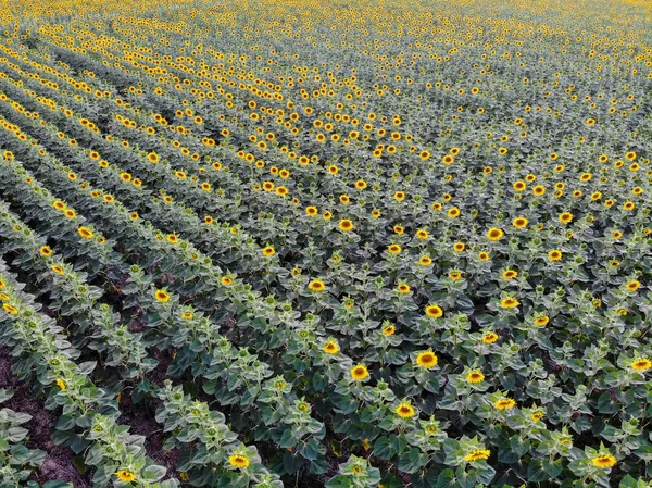 Górny widok wierszy słoneczników w polu — Zdjęcie stockowe