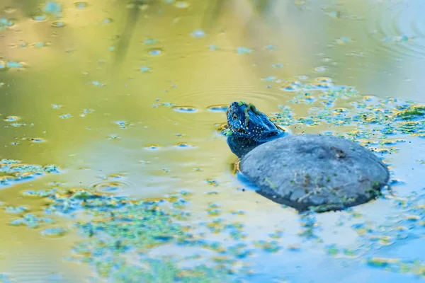 Europäische Teichschildkröte oder Emys orbicularis im Teich — Stockfoto