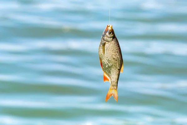 Närbild enda gemensamma Rudd fisk på kroken. Fiske koncept — Stockfoto