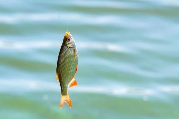 Cerca de un solo pez rubio común en el gancho. Concepto de pesca — Foto de Stock