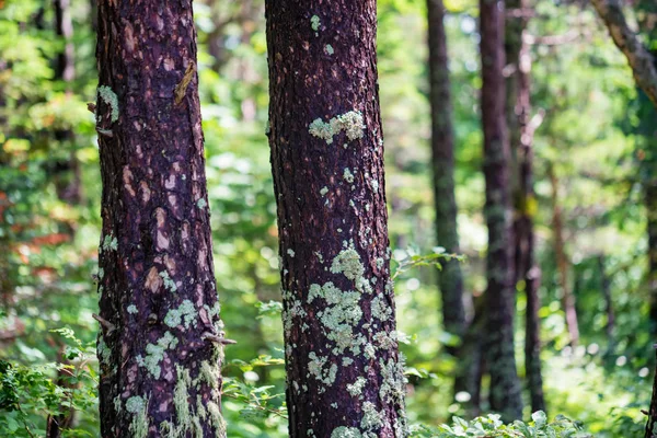 Troncos VariouTree com líquen na vista da floresta de verão — Fotografia de Stock