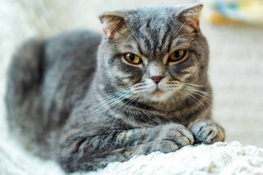 Gri Britanya ile ilgili stenografi kedi portre Close-up