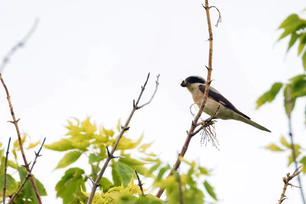 Menor shrike cinza ou menor Lanius repousa sobre ramo — Fotografia de Stock